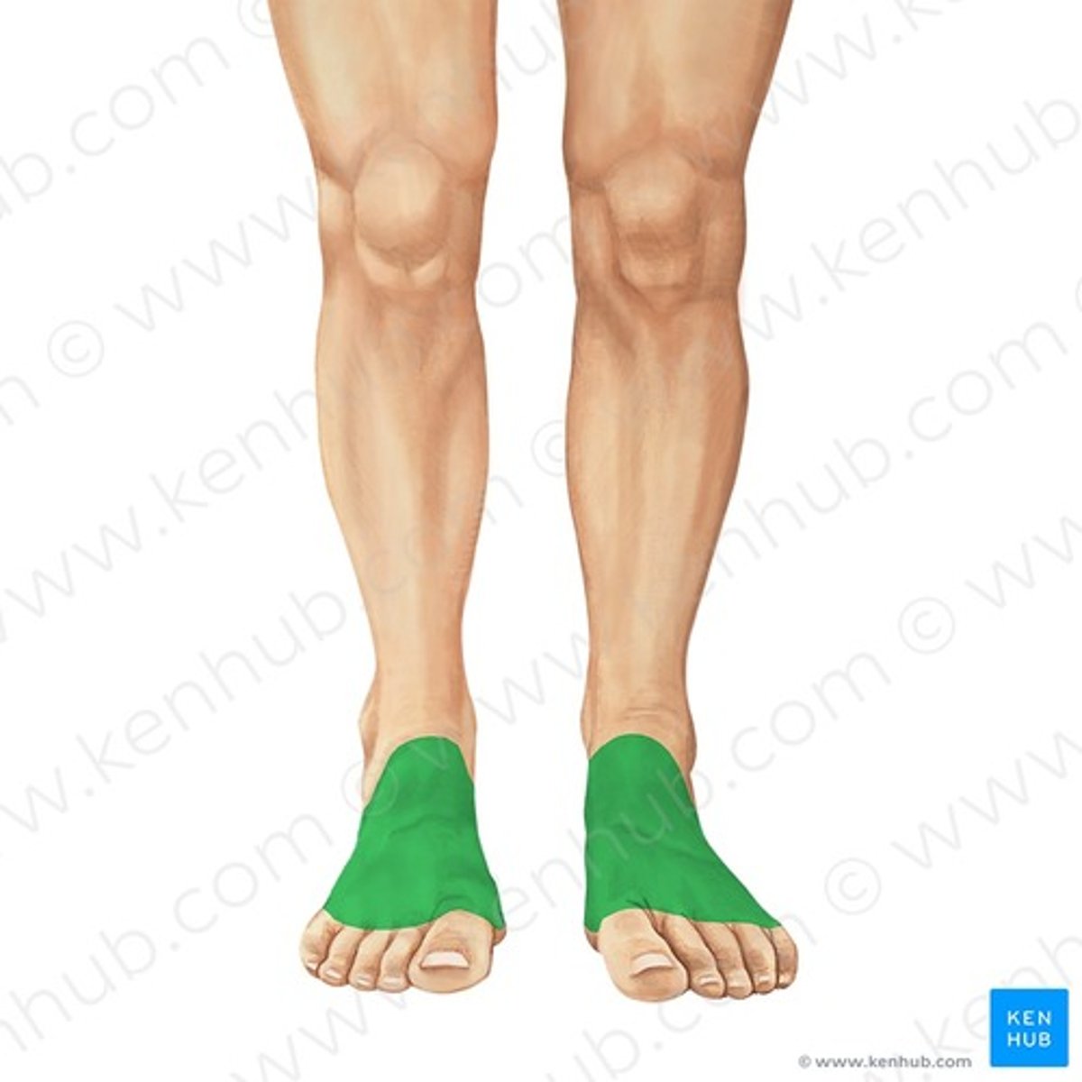 <p>Tope of foot</p>