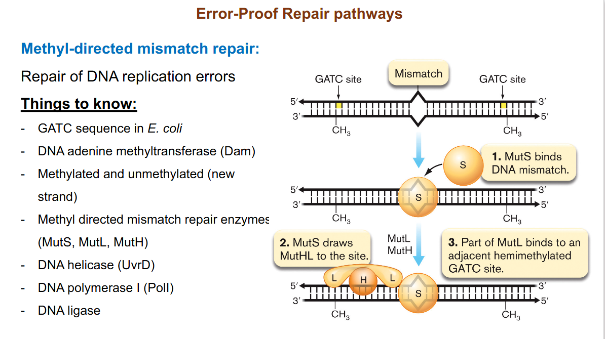<p>Error proof repair pathway. GATC in e coli, MutS binds to DNA mismatch. MutS draws MutHL to the site and part of MutL binds to adjacent&nbsp;GATC site. The MutHSL enzyme complex causes looping of DNA. MutH cleaves the unmethylated strand 5’ to the GATC. UvrD unwinds the nicked strand, exonuclease removes mismatched nucleotides, and DNA polymerase fills the gap before ligation. </p>