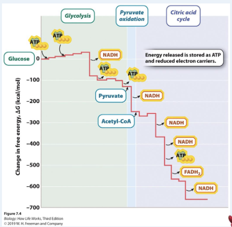 <p><span>Thinking about the energy transfers and transformations that have occurred</span><br><span>so far during glycolysis, pyruvate oxidation, and the citric acid cycle, which</span><br><span>of the following molecules has captured most of the free energy (G) from</span><br><span>the original glucose molecule? You may find the graph below helpful. </span></p><p><span>A. NADH</span></p><p><span>B. FADH2</span></p><p><span>C. CO2</span></p><p><span>D. ATP</span></p>