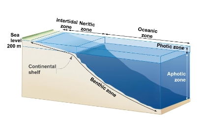 <p>Define the six zones in Ocean habitats</p>