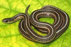 Short-headed Gartersnake 