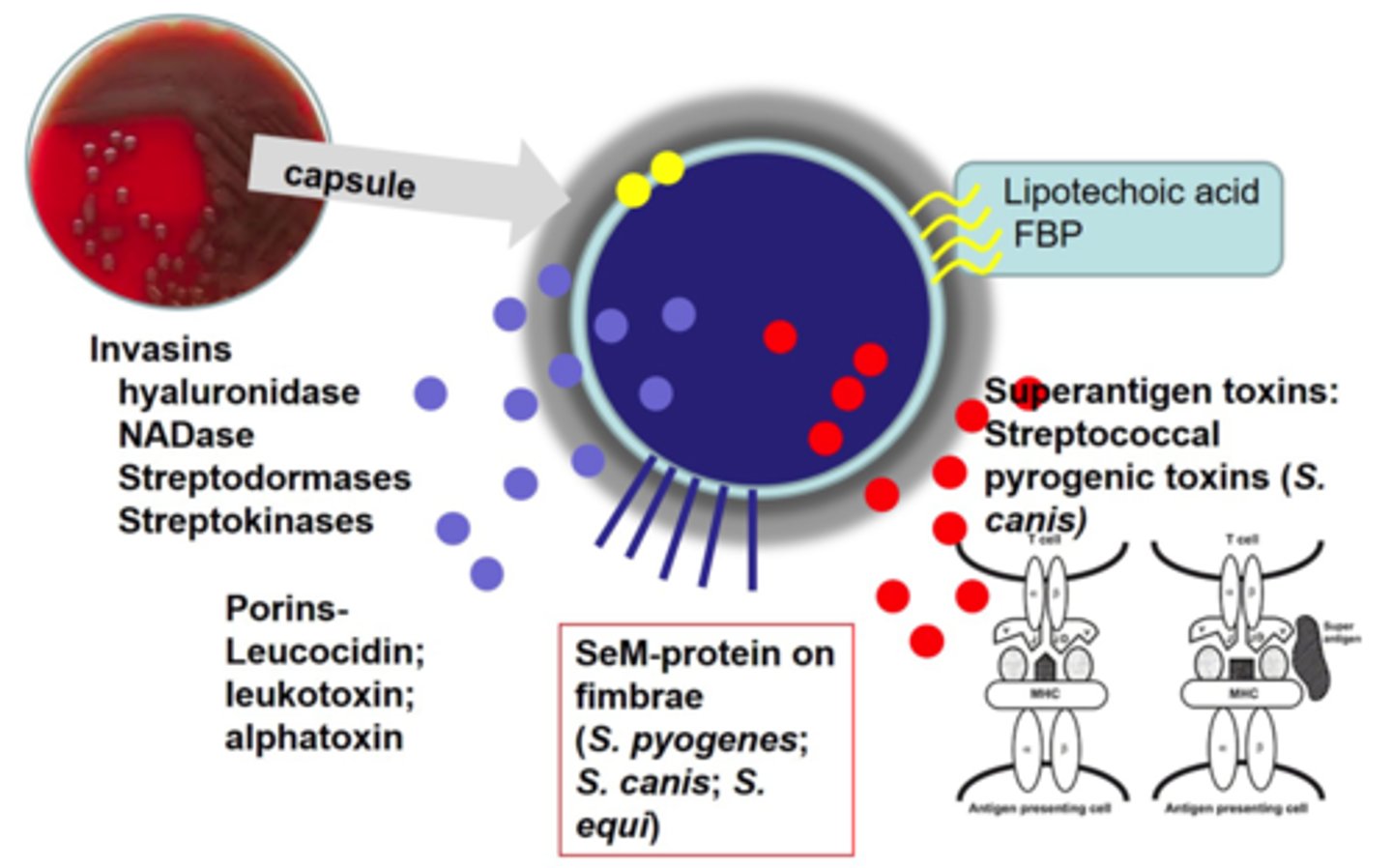 <p>- Pus Causing (Pyogenic) infections of skin, udder, ear, Resp. Tract, Urogenital Tract.</p><p>- Some have Bacterial Capsules</p><p>- Produce Haemolysin (Porin) Toxins</p><p>- SeM Protein on fimbria,</p><p>- Fibrinogen Binding Protein + Lipotechoic acid on outer membrane</p>