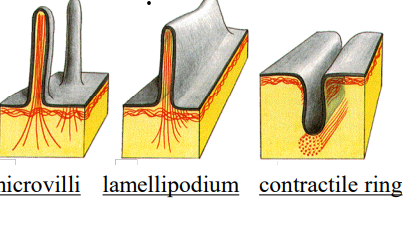 <ul><li><p>organize in a variety of linear bundles, 2D sheets or 3d gels, and are mainly found underneath the plasma membrane – the cell cortex</p></li><li><p>these push and pull the plasma membrane resulting in shape changes,</p></li><li><p>assemblies provide muscle contaction</p></li></ul><p></p>