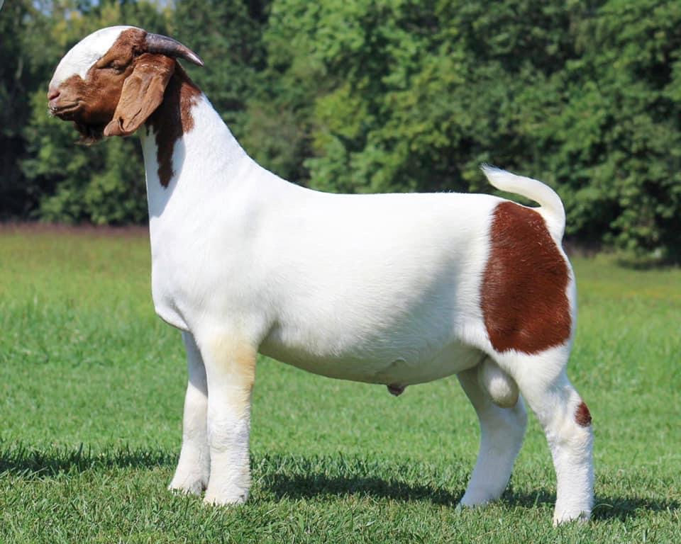 <p>originated in south africa in 1900 and brought to us in 1990s. pendulous ears with dark browth or red coloring . meat goat that is hardy and disease resistant known for quick growth rate. most popular of the meat breeds and well as one of the largest</p>