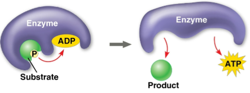 <p>Substrate-level phosphorylation</p>