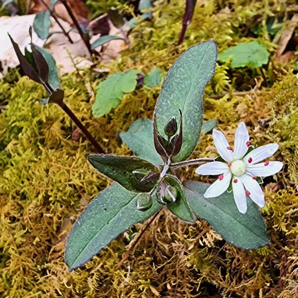 <p>A low-growing perennial herb with small, star-shaped white flowers and narrow leaves. It commonly blooms in early spring and can be found in various habitats, including meadows and woodland edges. </p>