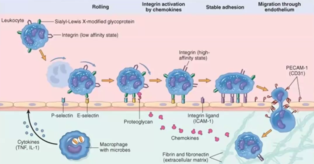 <ul><li><p>Extravasation is the process through which cells pass from capillaries into tissues</p></li><li><p>1. Rolling: Cytokines dilate blood vessels, which slows blood down. Selectin expression is increased. Cell binds to selectins via their glycoproteins and roll (bind, detach) slowing down.</p><p>2. Activation: Cytokines lead to conformational change in integrin receptors, which allow them to bind to endothelial cells’ ICAM ligand</p><p>3. Firm Adhesion: High affinity of Integrin to ICAM leads to firm adhesion, which completely stops leukocyte movement and now spreads onto vessel wall</p><p>4. Trans-endothelial migration: Due to cytokine induced cell permeability, the leukocyte is able to squeeze between endothelial cells and pass into the tissues</p></li></ul><p></p>