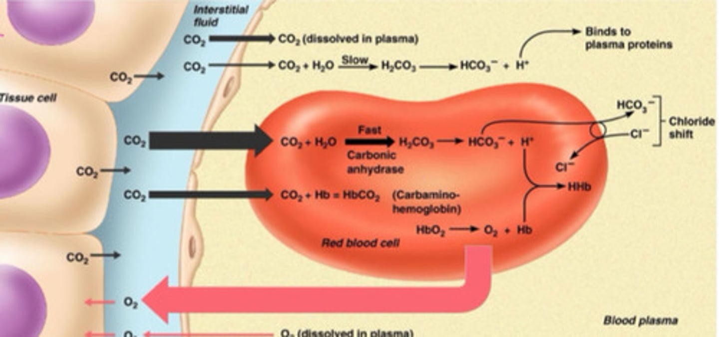 <p>Dissolved O2 directly offloads into the tissues</p><p>Increased temp, carbon dioxide, and decreased pH causes O2 to offload from the RBCs</p>