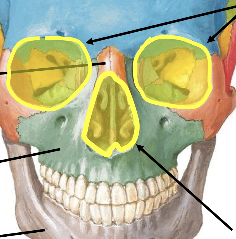 <p>What are the openings in yellow called?</p>