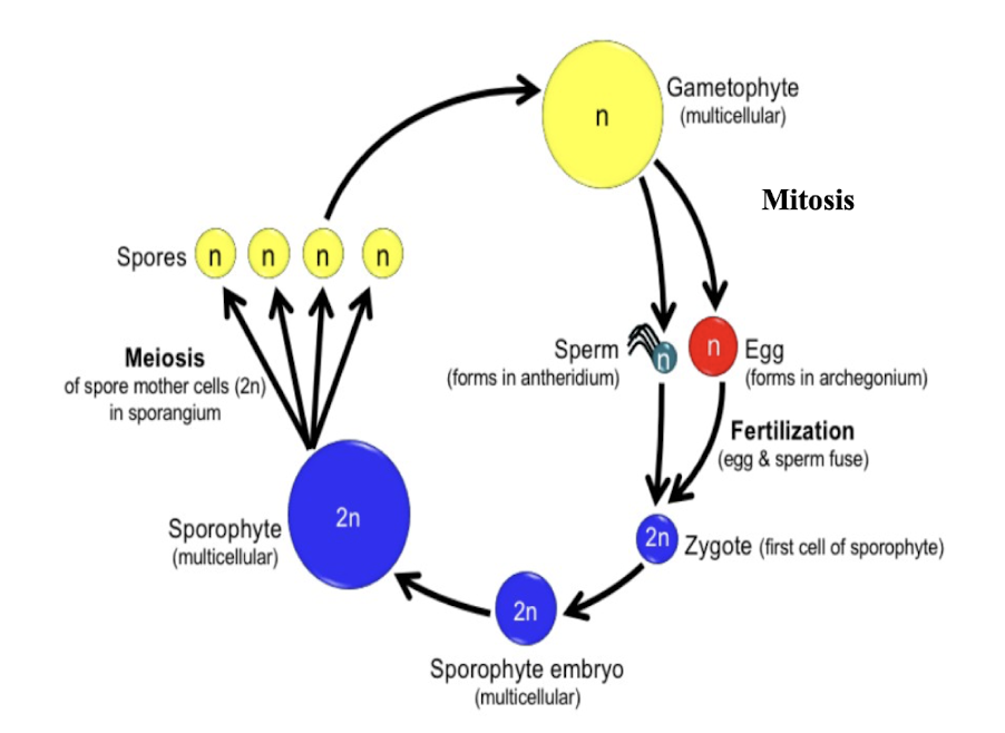<ol><li><p>The haploid gametophyte stage produces haploid gametes through mitosis</p></li></ol><ul><li><p>The sperm of one plant fertilized the egg of a separate plant to create a new individual plant, the diploid sporophyte</p></li></ul><ol start="2"><li><p>The diploid sporophyte stage produces haploid spores through meiosis</p></li></ol><ul><li><p>Spores germinate into new gametophyte plants</p></li></ul><p></p>