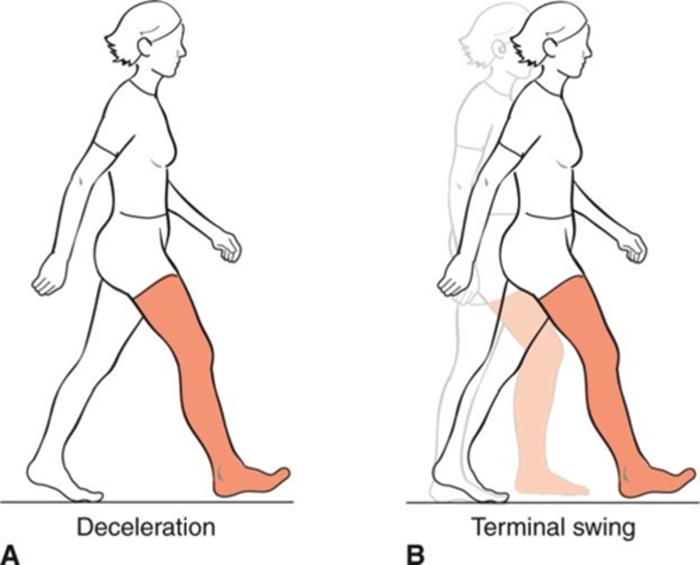 <p>87 - 100%</p><p>The last phase of swing in which the hip initially is flexed, and the knee is extended, allowing for the foot to be in front, ready to obtain the forward placed foot for initial contact, to begin the next gait cycle.</p><p>Just prior to initial contact, the hip extends, lowering the foot into place for initial contact.</p><p>Important for preparing the foot to be placed in front for the next cycle of gait.</p>