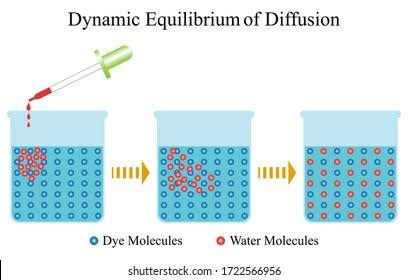 <p>Dynamic Equilibrium </p>