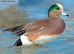 <p>grazers, whistle, highly social, freshwater, shy, nest far from water</p>