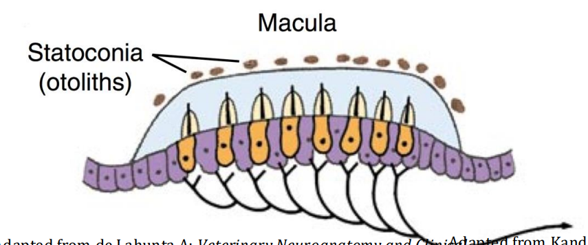 <ol><li><p>Neuroepithelium</p><ul><li><p>Hair cells (cilia)</p></li><li><p>Supporting cells</p></li></ul></li><li><p>Gelatinous statoconial membrane</p></li><li><p>Statoconia (otoliths)</p><ul><li><p>Movement of statoconial membrane displace cilia → cause excitation or inhibition</p></li></ul></li></ol><p></p>