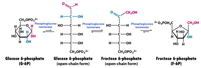 glucose 6-phosphate to fructose 6-phosphate