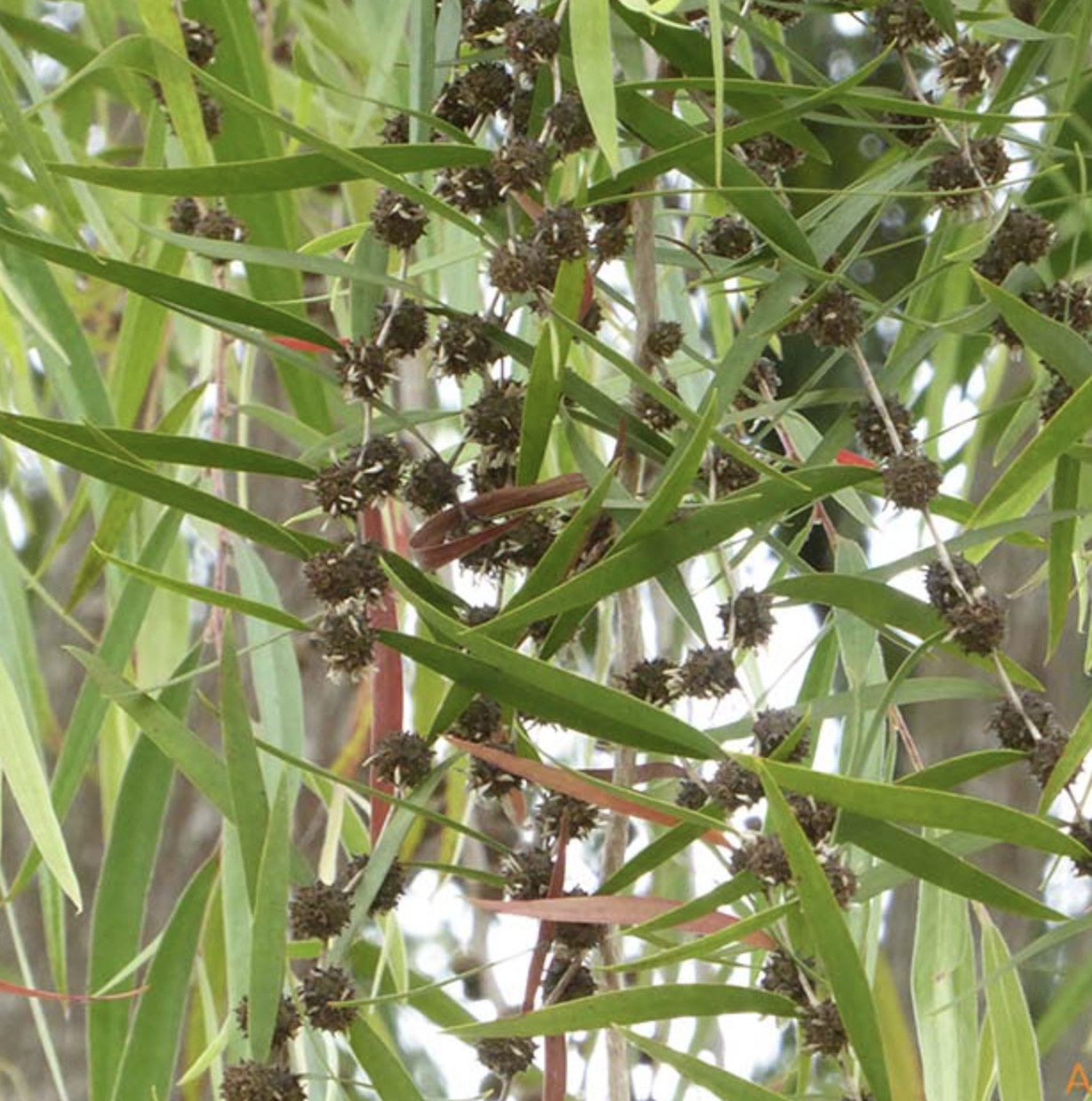 <p>&nbsp;willow peppermint</p><p>distinct leaf placement and capsules on the nodes. flowers are white </p><p>is a weeping tree </p>