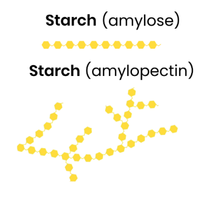 <p>Function</p><p>Starch is used as an energy store in plant cells they are Polysaccharide of α-glucose, They have some 1,4-glycosidic bonds so is unbranched (amylose) and Some have 1,4- and 1,6-glycosidic bonds so is branched (amylopectin)</p><p>Structure</p><p>Helical → compact for storage in cell ● Large, insoluble polysaccharide molecule → can’t leave cell / cross cell membrane ● Insoluble in water → water potential of cell not affected (no osmotic effect)</p>