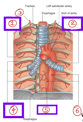 <p>Label this diagram of the blood vessels in the thoracic cavity.</p>