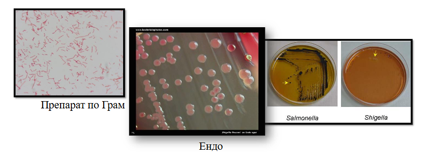 <ul><li><p><span><span>Посявка при леглото на болния</span></span></p></li><li><p><span><span>Културелно изследване – ОА, диференциращи ХС – Ендо, Левин,<br>селективни – АЦА, SS-агар</span></span></p></li><li><p><span><span>Биохимична и серологична</span></span><br><span><span>идентификация на изолираната чиста</span></span><br><span><span>култура (аглутинация тип Грубер)</span></span></p></li></ul><p></p>