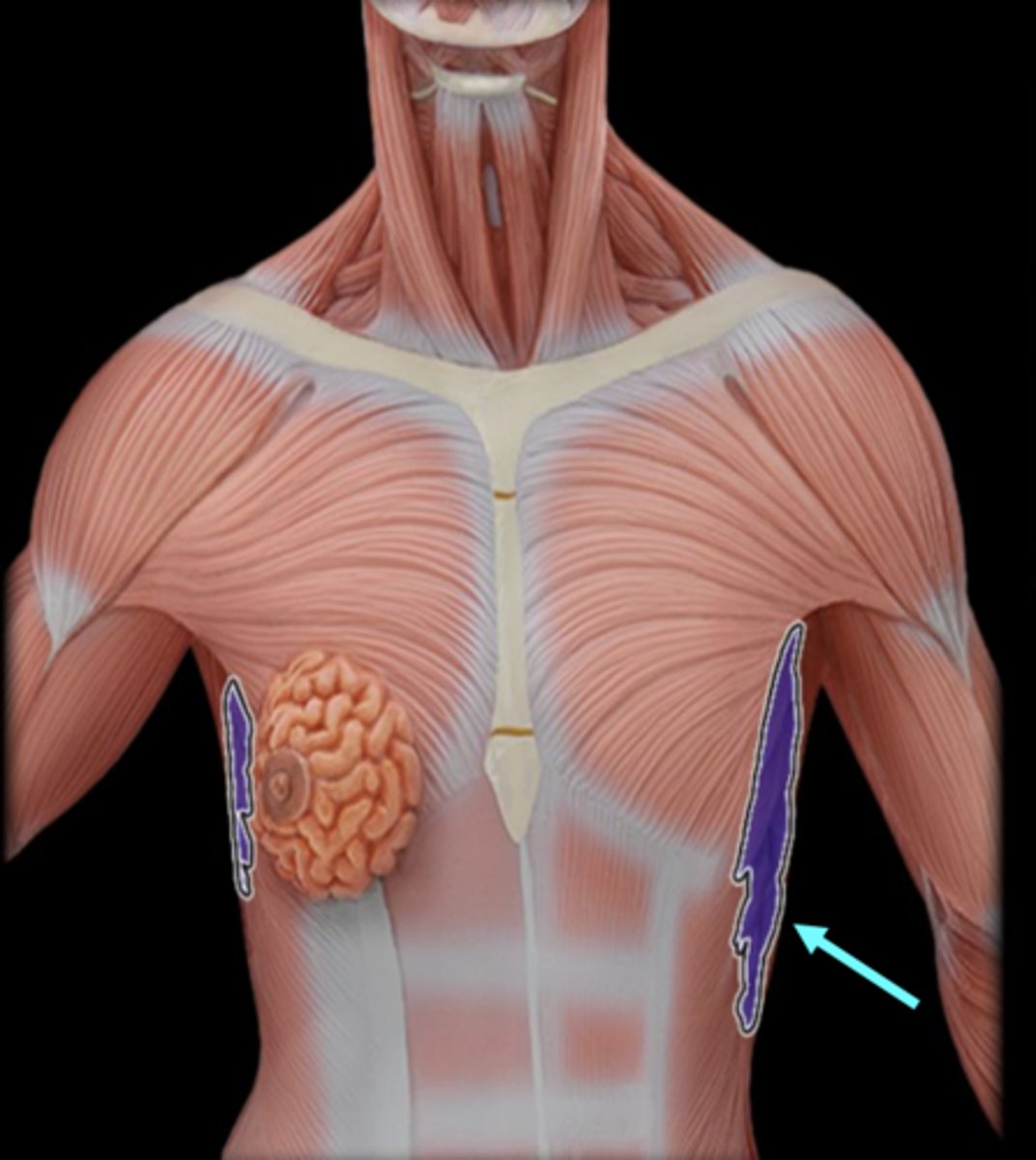 <p>action of serratus anterior</p>