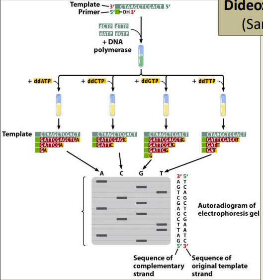 - During DNA synthesis, sometimes ddNTP is incorporated
• At end have fragments differing by one nucleotide each ending with it’s respective ddNTP
• All four samples are run side-by-side (at the same time) and the sequence is read ‘up’ the gel across all four lanes
- Template DNA 
1) Complementary DNA is added 
2) Add ddNTP 
3) Stop at each ddNTP