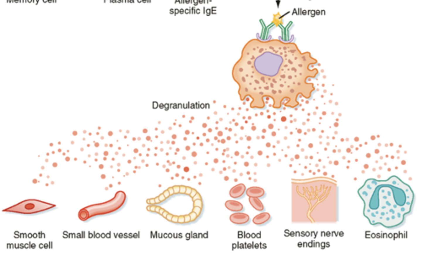<p>When an allergen binds to IgE antibodies on mast cells, it triggers the release of chemical mediators in a process called degranulation.</p>