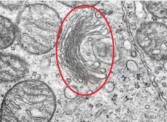 <p>Identify the specific structure</p>