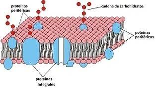 <p>En todo el citoplasma, en ribosomas (síntesis), en la membrana celular, núcleo y orgánulos como el retículo endoplasmático y aparato de Golgi.</p>
