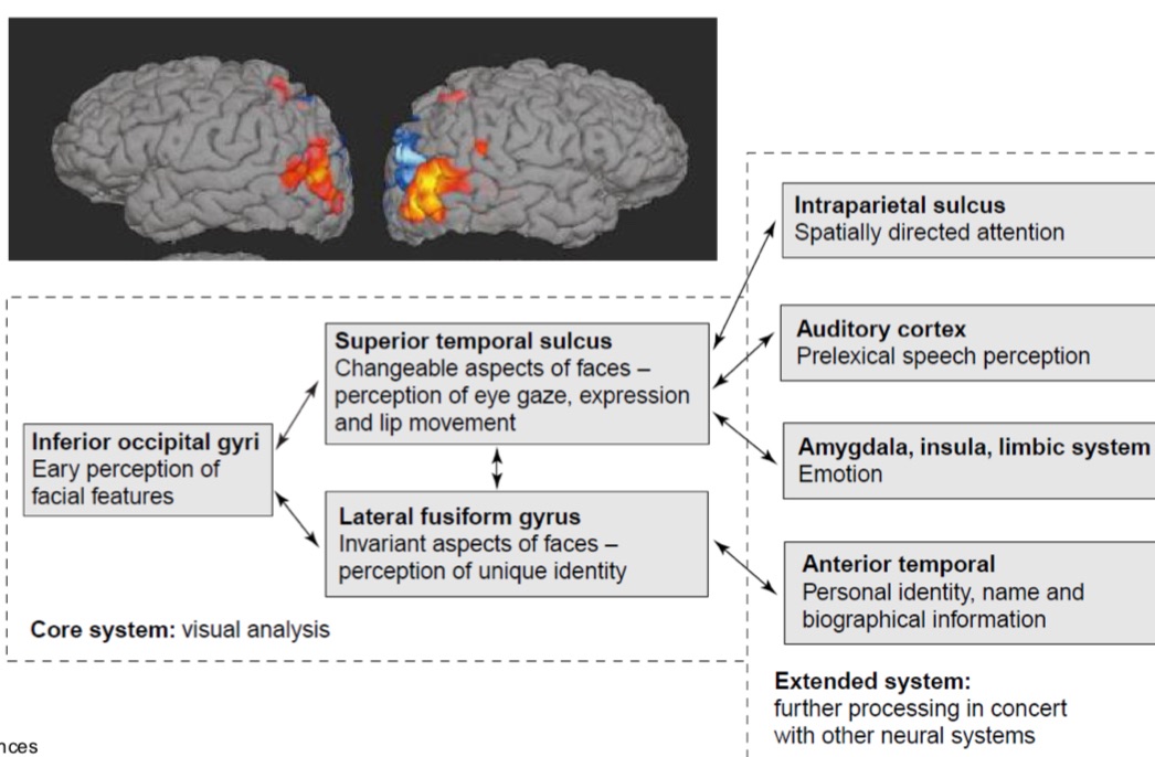 <ul><li><p>relies on different neural substrates to the recognition of other objects</p></li><li><p>System has to recognise the identity of a face, in addition to its changeable aspects (expresison)</p></li><li><p>Mediated by a distributed bilateral neural system located in the <u>occipitotemproal extrastritae visual cortex</u></p></li></ul><p></p>