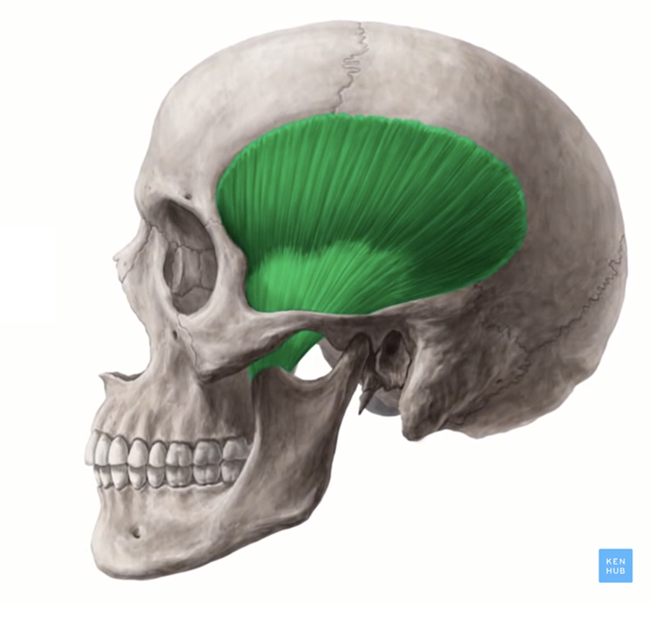 <p>Hoe heet het groene?</p>