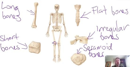 <ul><li><p><strong>Long bones</strong> - longer than they are wide</p></li><li><p><strong>Short bones</strong> - roughly as wide as they are long, and are somewhat cuboidal in shape</p></li><li><p><strong>Flat bones</strong> - these bones are largely flat</p></li><li><p><strong>Sesamoid</strong> - not a shape category, bones that grow inside tendons</p></li></ul><p></p>
