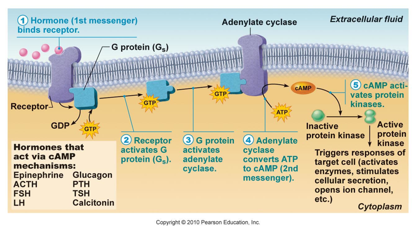 __second messengers__: abundant, small, non-protein molecules

* extracellular ligand was “first”, messenger is “second”
* ex: gases, cAMP, Ca2+
