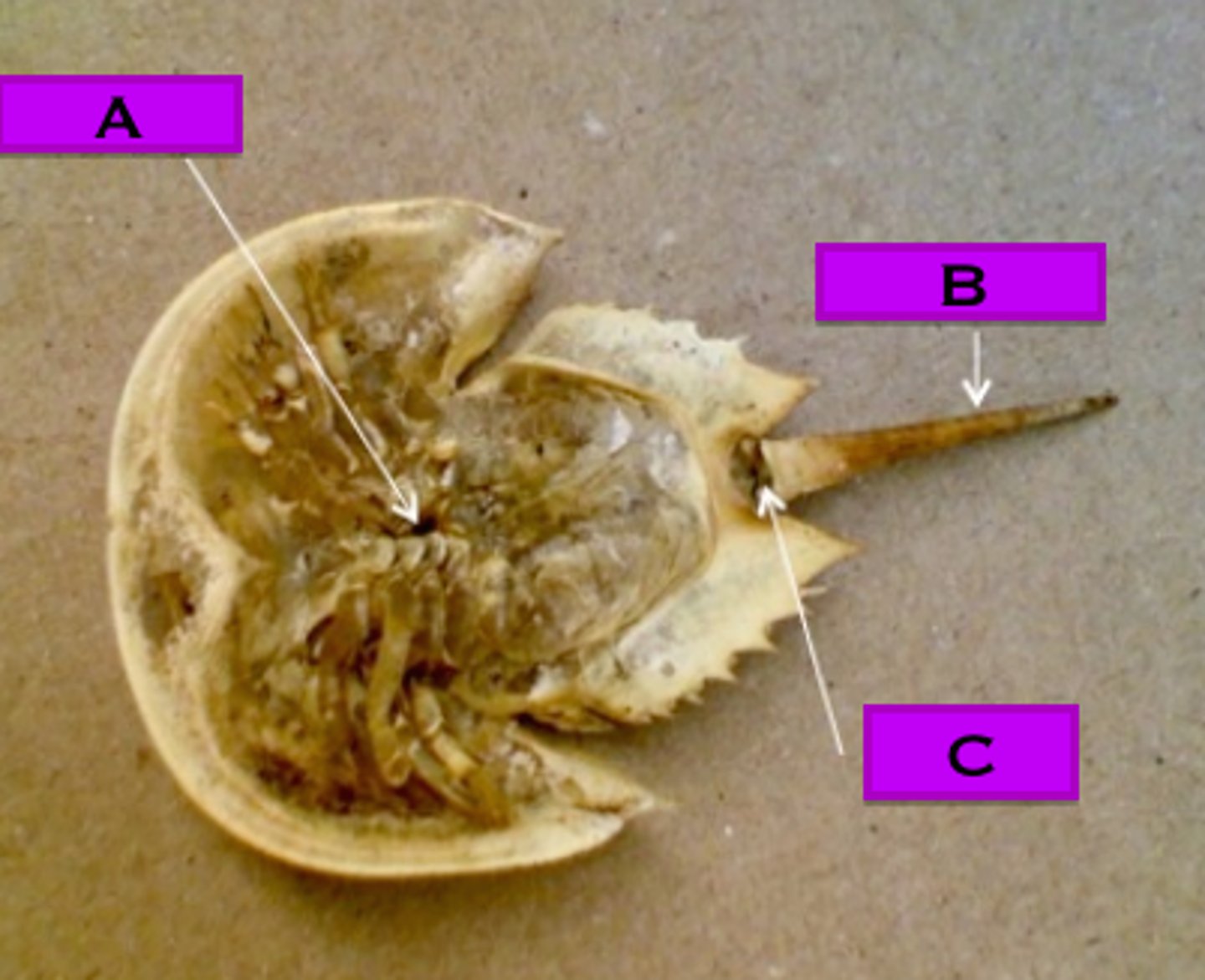 <p>Phylum Arthropoda<br>Sub-phylum Chelicerata<br>A. mouth<br>B. telson<br>C. anus</p>