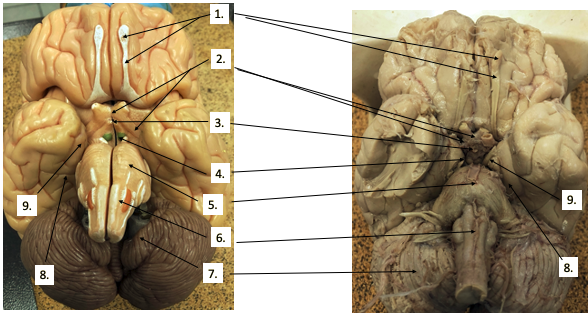 <p>What structure(s) are #1?</p>