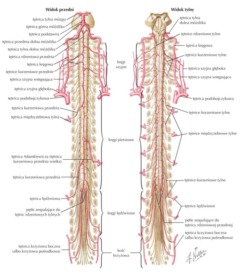 <p>tętnica rdzeniowa przednia (anterior spinal artery)</p>