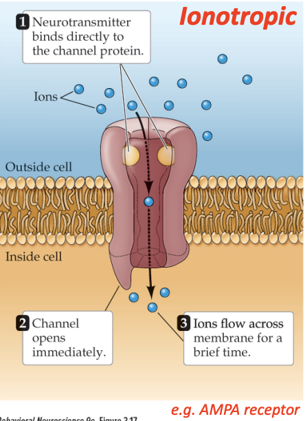 <p>transmitter gated ion channels, let ions in directly to either excite (depolarize) or inhibit (hyperpolarize) the neuron</p>