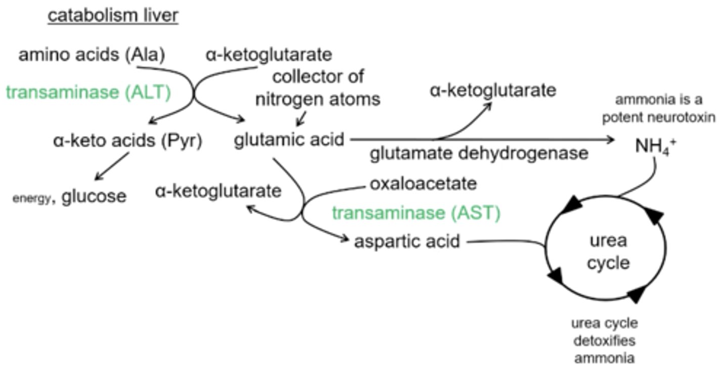 <p>ALT - alanine transaminase- will give up a amino group from glutamic acid to oxaloacetate and form aspartic acid which feeds into the urea cycle</p>