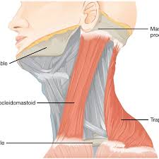<p>O: Manubrium &amp; Clavicle I: Mastoid process of temporal bone</p><p>Pulls head to one side , flexes neck, or elevates sternum</p>