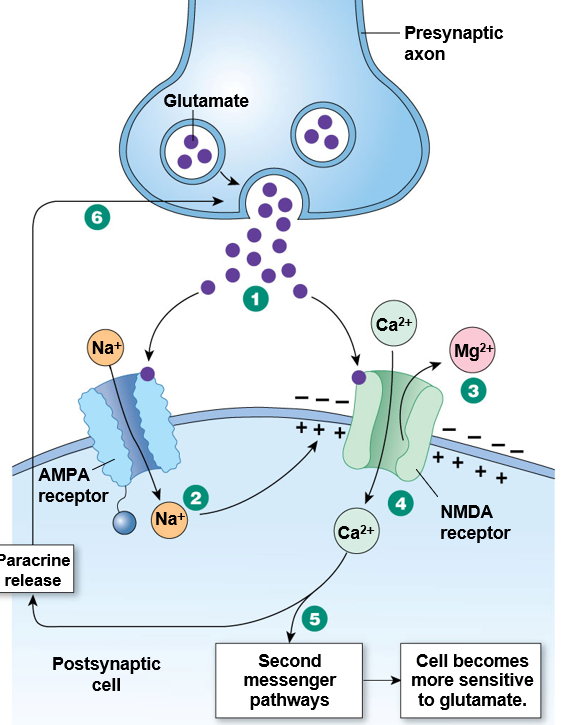<p><strong>long-term potentiation (LTP</strong>): permanent increase in connection</p><p><strong>long-term depression (LTD)</strong>: permanent decrease in connection</p><p></p><p><strong>glutamate </strong>is key:</p><ul><li><p>has receptors AMPA and NMDA</p></li><li><p>NMDA is blocked by a gate and Mg2+ ion</p><ul><li><p>Mg2+ ion is released when depolarization occurs through AMPA channel opening</p></li></ul></li><li><p>when MG2+ ion os released, Ca2+ flows in and activates second messenger pathway (LTP)</p></li><li><p>sensitivity to glutamate is increased</p></li></ul>