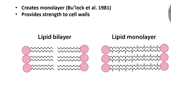 <p>Phospholipid forms a lipid bilayer with two phospholipids. </p><p></p><p>Longer chain with two glycerol units forms a monolayer - strength to cell wall e.g. in archaea. </p>