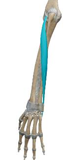 <p>Extenseur ulnaire du carpe</p>