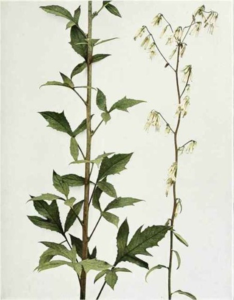 <p>tall rattlesnakeroot</p>