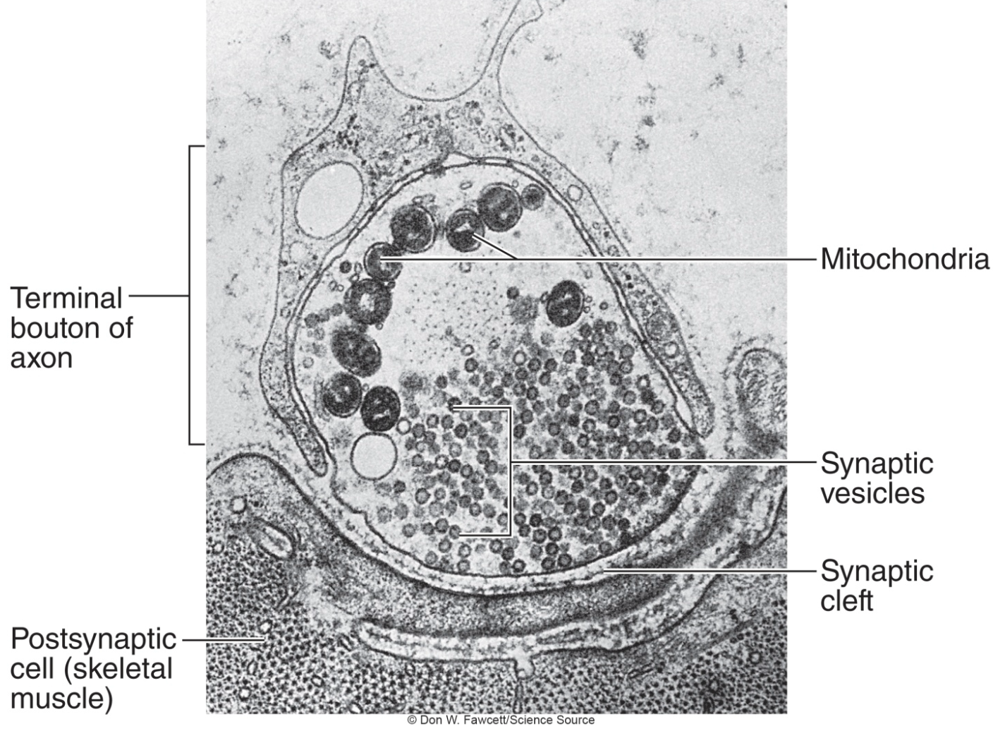 
1. Most synapses involve the release of a chemical called a  \n neurotransmitter from axon terminal
2. The synaptic cleft is very small

   
   1. Released neurotransmitter can readily diffuse across
3. Does NOT require direct contact 

   
   1. For cell-to-cell communication when cell membranes are NOT directly connected