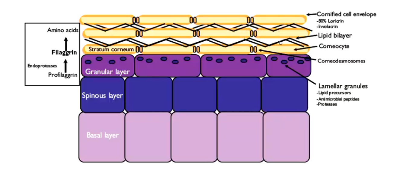 <p>• The physical and permeability barrier is regenerated by the process of keratinisation</p><ul><li><p>Proliferation, differentiation, cell death</p></li></ul><p></p>