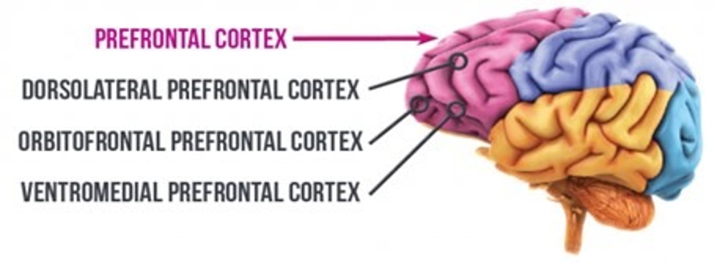 <p>A: Regulates decision-making, moral judgment, emotions, and social cognition. Damage impairs empathy and decision-making. Linked to MDD, OCD, PTSD, schizophrenia.</p>