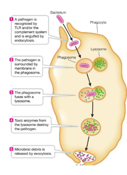 <p>Defense second line</p>