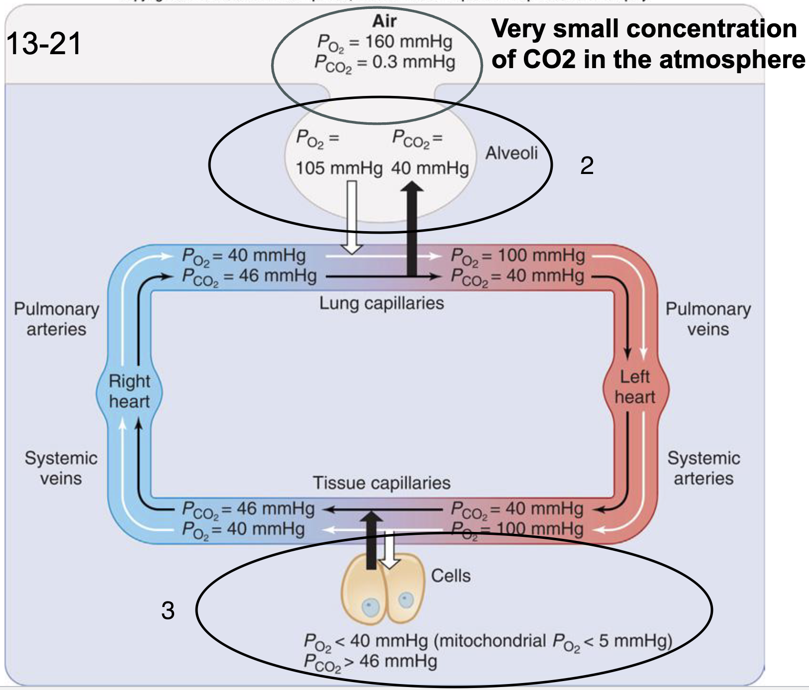 <ol><li><p>very small concentration of CO2 in the atmosphere</p></li><li><p>tidal volume mixes with the air already in the lungs (CO2 comes from you!!!)</p></li><li><p>at the cells, O2 is consumed, and CO2 is produced PO2 must be at least 3 mmHg to make ATP (less than 5 mmHg)</p></li></ol><p></p>