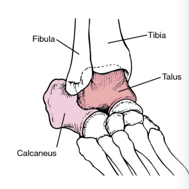 <p>Calcaneus</p>