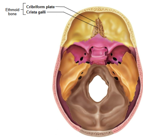 <p>Anchors dura mater (leathery connective tissue membrane that surrounds and protects the brain and spinal cord)</p>