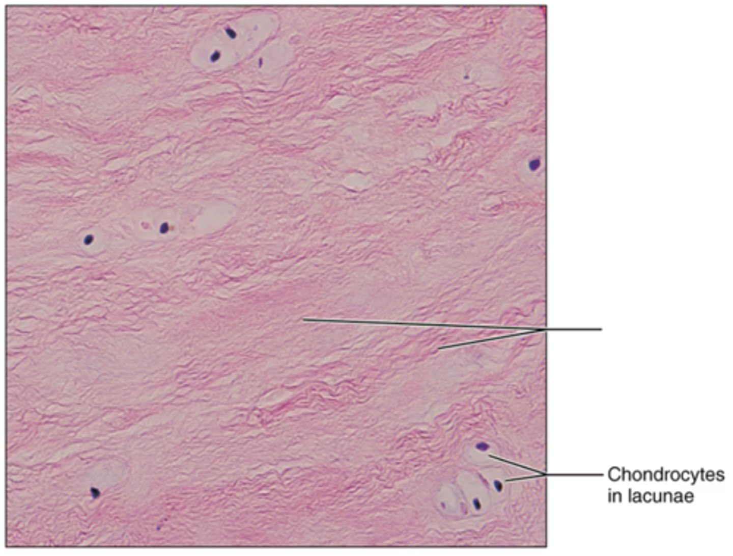<p>Label the blank structure.</p>